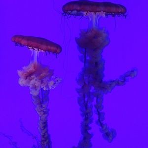 Meet your Posher, Leslie